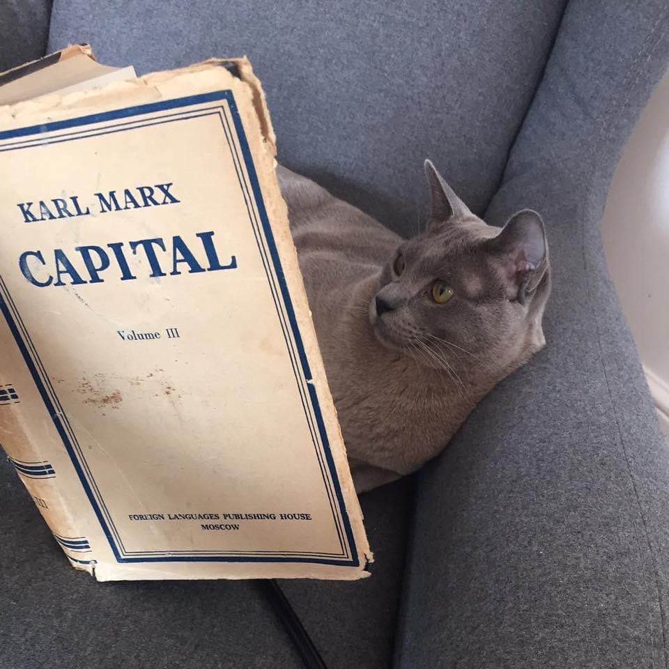 Photo d'un chat lisant le volume 3 du Capital de Marx